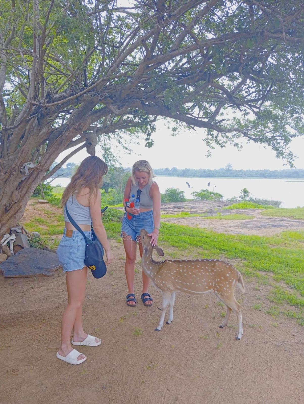 White Rose Safari Home Stay Удавалаве Екстериор снимка