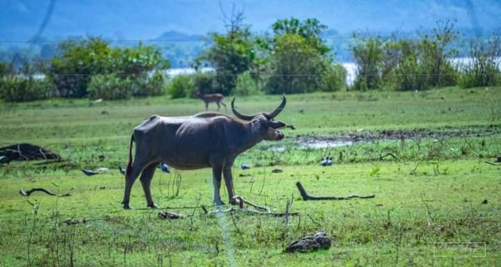 White Rose Safari Home Stay Удавалаве Екстериор снимка